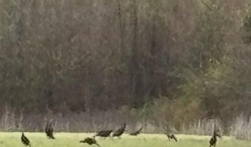 Photo #7 of TBD Muddy Creek Rd., Johnsonville, SC 86.5 acres