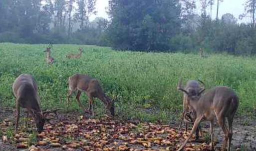 Photo #4 of TBD Muddy Creek Rd., Johnsonville, SC 86.5 acres