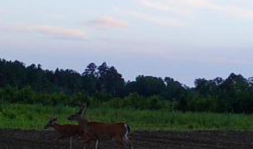 Photo #6 of TBD Muddy Creek Rd., Johnsonville, SC 86.5 acres
