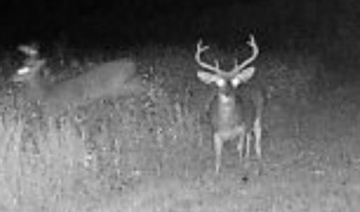 Photo #5 of TBD Muddy Creek Rd., Johnsonville, SC 86.5 acres