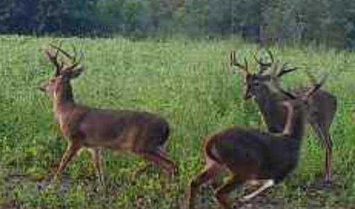 Photo #3 of TBD Muddy Creek Rd., Johnsonville, SC 86.5 acres