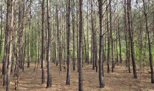 Photo #2 of 5328 County Line Rd., Andrews, SC 4.6 acres