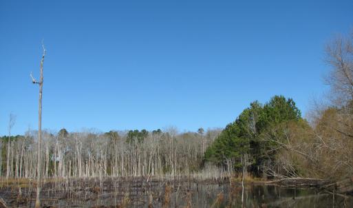 Photo #43 of Cannery Rd, Dalzell, SC 75.0 acres