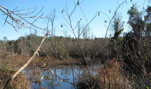 Photo #31 of Cannery Rd, Dalzell, SC 75.0 acres