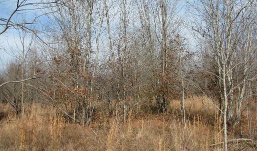 Photo #16 of Cannery Rd, Dalzell, SC 75.0 acres