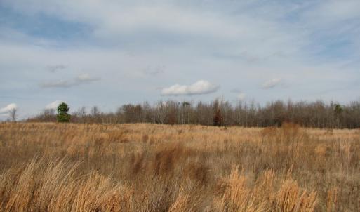 Photo #15 of Cannery Rd, Dalzell, SC 75.0 acres