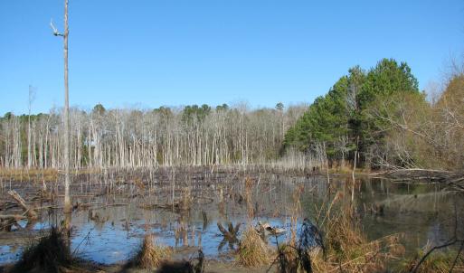 Photo #41 of Cannery Rd, Dalzell, SC 75.0 acres