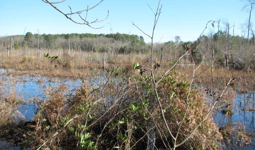 Photo #33 of Cannery Rd, Dalzell, SC 75.0 acres