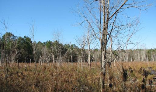 Photo #40 of Cannery Rd, Dalzell, SC 75.0 acres