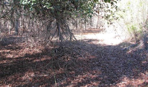 Photo #36 of Cannery Rd, Dalzell, SC 75.0 acres