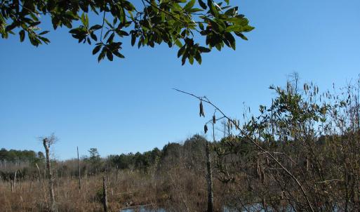 Photo #26 of Cannery Rd, Dalzell, SC 75.0 acres