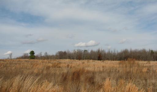 Photo #14 of Cannery Rd, Dalzell, SC 75.0 acres