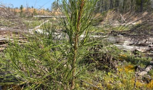 Photo #8 of Rocky Ford Rd., Salters, SC 182.0 acres