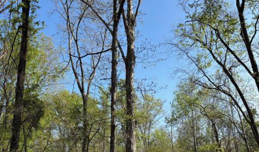 Photo #7 of Rocky Ford Rd., Salters, SC 182.0 acres