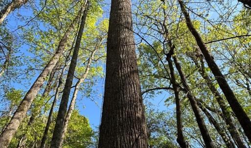 Photo #6 of Rocky Ford Rd., Salters, SC 182.0 acres