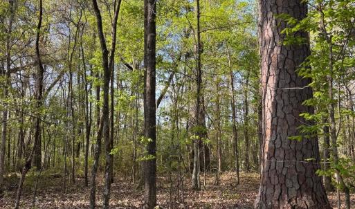 Photo #2 of Rocky Ford Rd., Salters, SC 182.0 acres