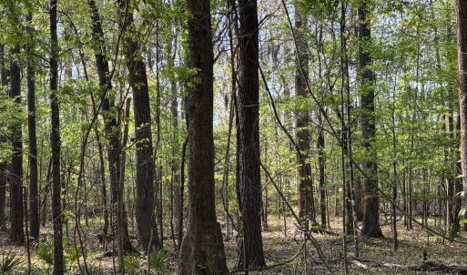 Photo #3 of Rocky Ford Rd., Salters, SC 182.0 acres