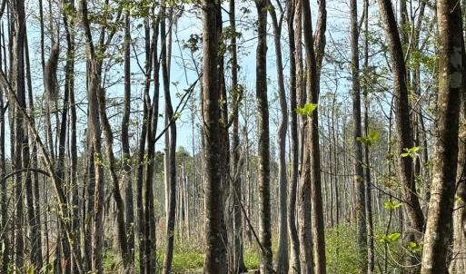 Photo #4 of Rocky Ford Rd., Salters, SC 182.0 acres