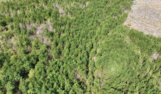 Photo #16 of Rocky Ford Rd., Salters, SC 182.0 acres