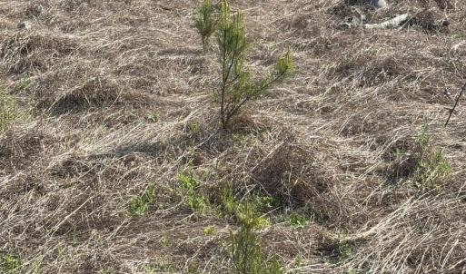 Photo #9 of Rocky Ford Rd., Salters, SC 182.0 acres