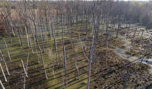 Photo #7 of 711 Cade Rd., Lake City, SC 68.0 acres