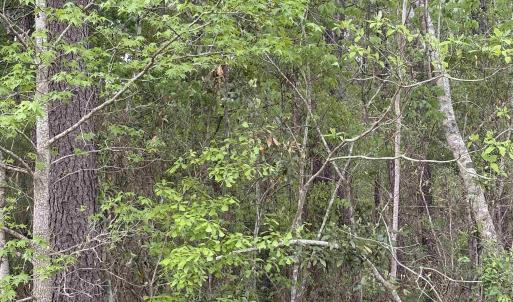 Photo #4 of TBD Gussie Ct., Myrtle Beach, SC 3.3 acres