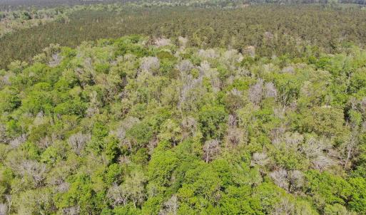 Photo #7 of TBD Georgetown Hwy., Andrews, SC 39.0 acres