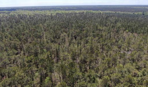 Photo #9 of TBD Georgetown Hwy., Andrews, SC 39.0 acres