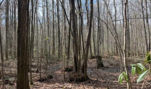 Photo #20 of 1267 School Bus Rd, Jamestown, SC 133.7 acres