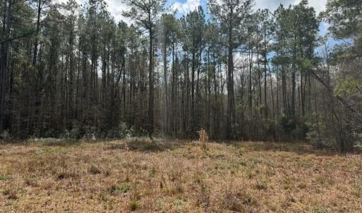 Photo #19 of 1267 School Bus Rd, Jamestown, SC 133.7 acres