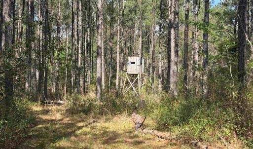 Photo #21 of 1267 School Bus Rd, Jamestown, SC 133.7 acres
