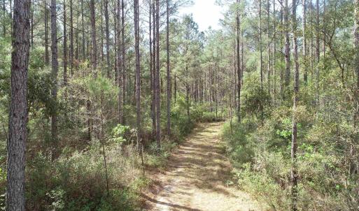 Photo #12 of 1267 School Bus Rd, Jamestown, SC 133.7 acres