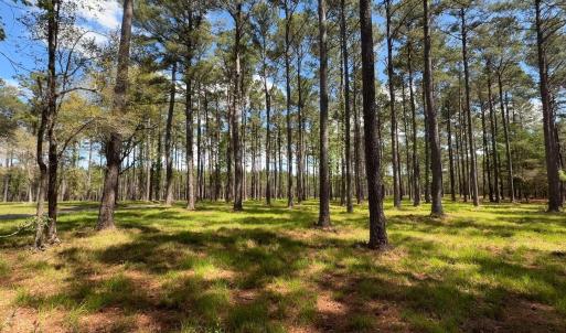 Photo #4 of 1267 School Bus Rd, Jamestown, SC 133.7 acres