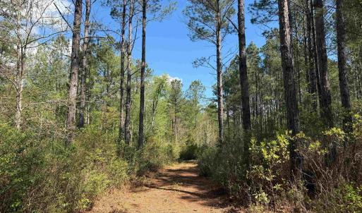 Photo #19 of 1267 School Bus Rd, Jamestown, SC 133.7 acres