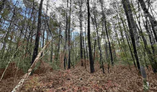 Photo #8 of Tract C - TBD Pennyroyal Rd., Georgetown, SC 5.5 acres