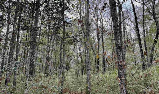 Photo #7 of Tract C - TBD Pennyroyal Rd., Georgetown, SC 5.5 acres