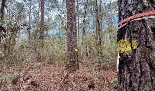 Photo #20 of Tract C - TBD Pennyroyal Rd., Georgetown, SC 5.5 acres