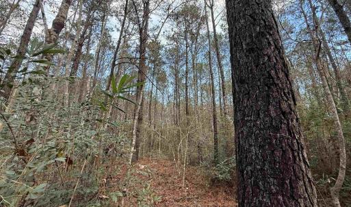 Photo #22 of Tract C - TBD Pennyroyal Rd., Georgetown, SC 5.5 acres