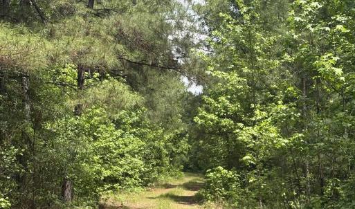 Photo #21 of 452 Tram Rd., Cades, SC 71.9 acres