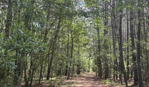 Photo #17 of 452 Tram Rd., Cades, SC 71.9 acres