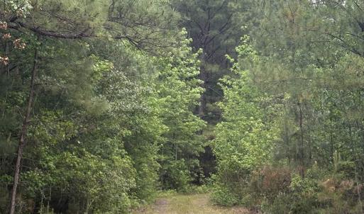 Photo #12 of 452 Tram Rd., Cades, SC 71.9 acres
