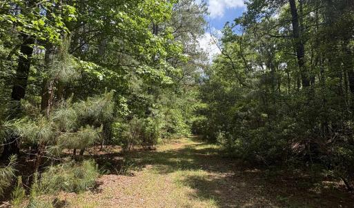 Photo #16 of 452 Tram Rd., Cades, SC 71.9 acres