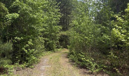 Photo #20 of 452 Tram Rd., Cades, SC 71.9 acres