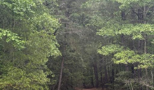 Photo #14 of 452 Tram Rd., Cades, SC 71.9 acres