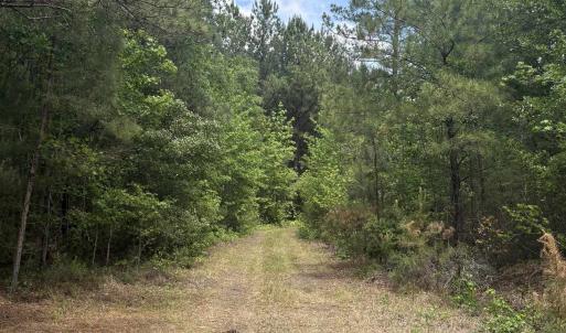 Photo #19 of 452 Tram Rd., Cades, SC 71.9 acres