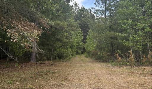 Photo #13 of 452 Tram Rd., Cades, SC 71.9 acres