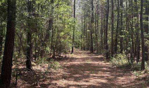 Photo #15 of 452 Tram Rd., Cades, SC 71.9 acres