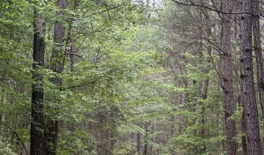 Photo #18 of 452 Tram Rd., Cades, SC 71.9 acres