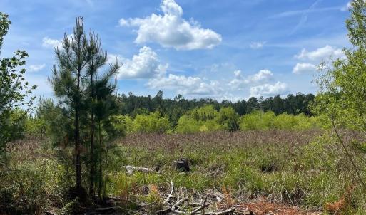 Photo #2 of TBD 30 ac Rocky Ford Rd., Salters, SC 30.0 acres