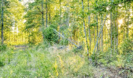 Photo #13 of TBD Chair Rd., Hemingway, SC 30.2 acres